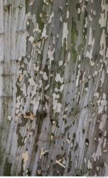 Tree Bark